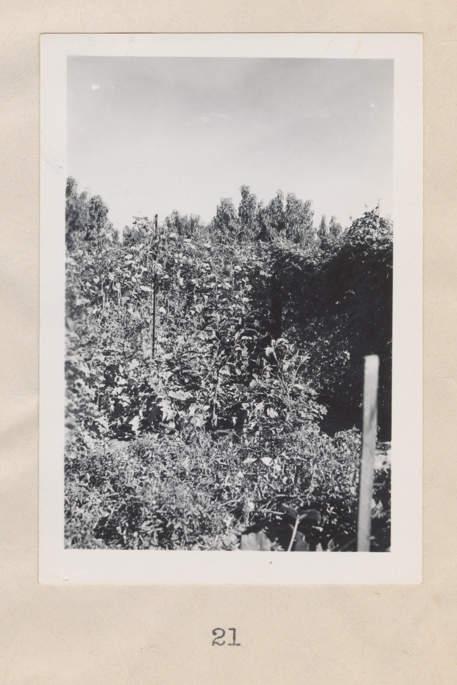 US Bains' Garden, Yuba City Area, Circa Late 1940s