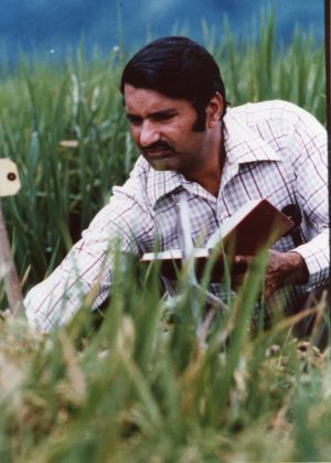 Dr. Khush in the Rice Fields.  Courtesy of the Khush Family.