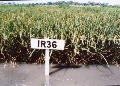 IR36, One of the Most Successful Rice Varieties in World History. Courtesy of the Khush Family.