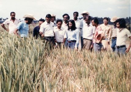 Dr. Khush with Student Trainees, Rice Field.  Courtesy of the Khush Family.