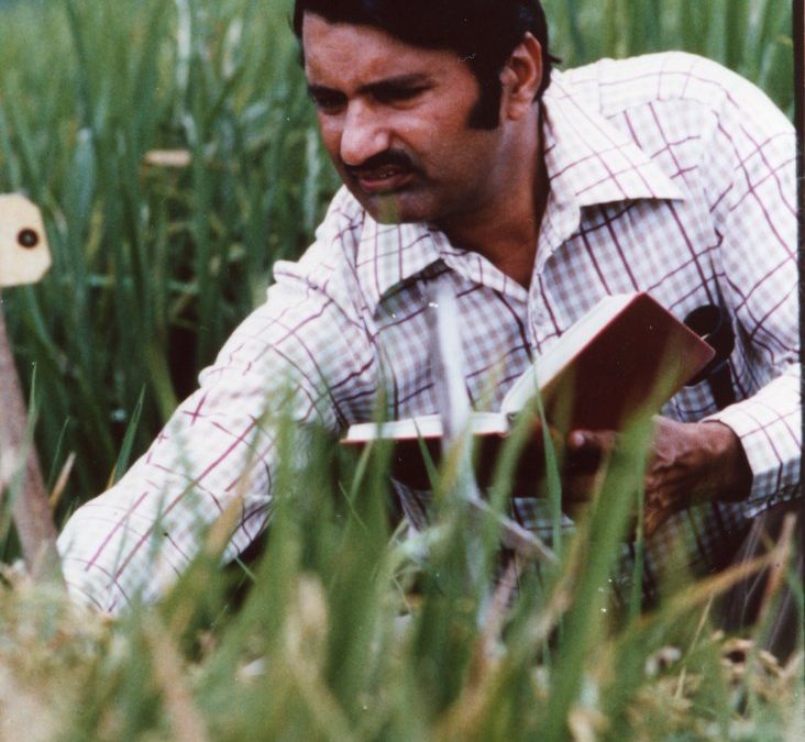 Khush in the Rice Fields