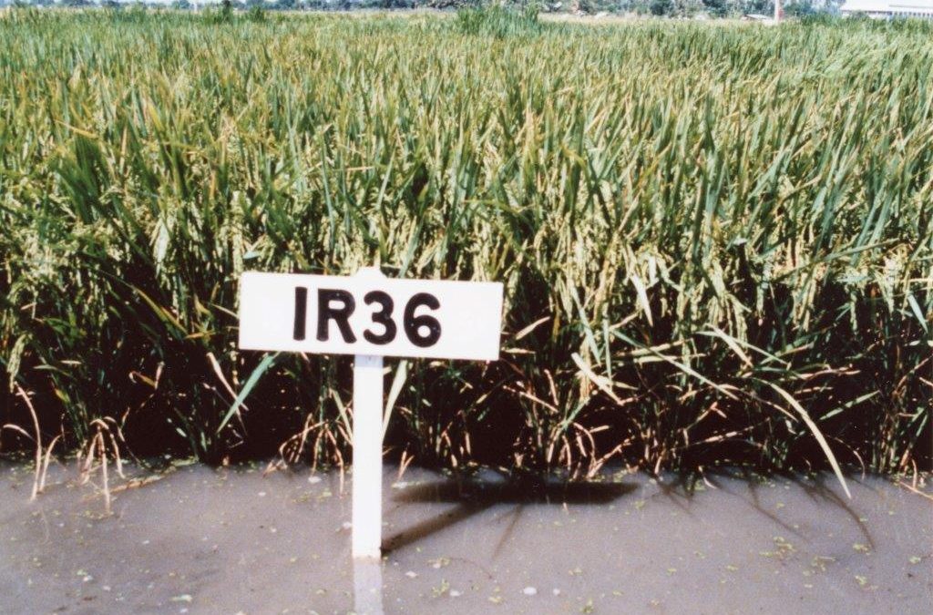IR36, One of the Most Successful Rice Varieties in World History